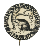 Fraternal Order Beavers Beavers Button Museum